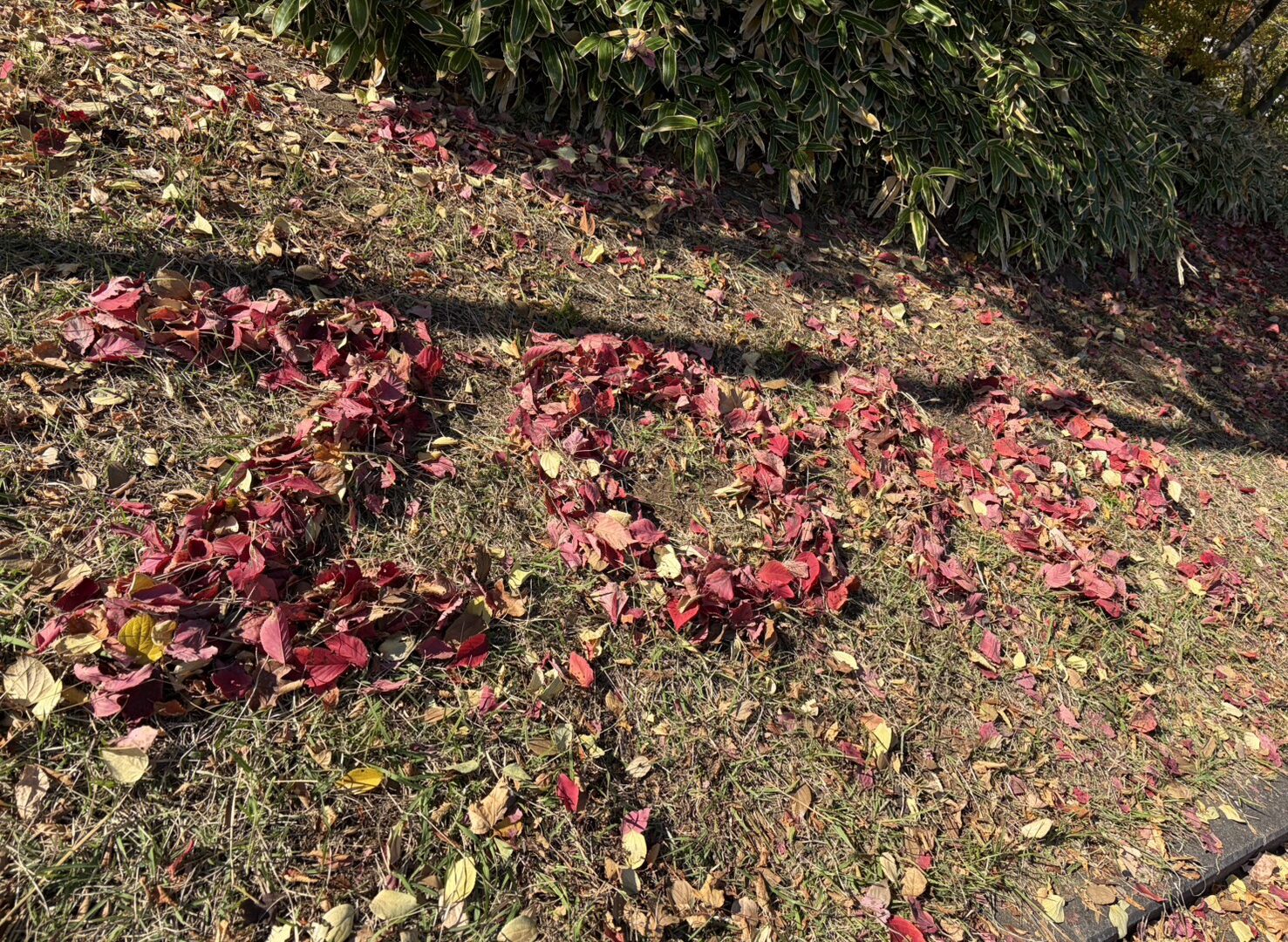 【リエゾン東大島】秋の食べ物🎃